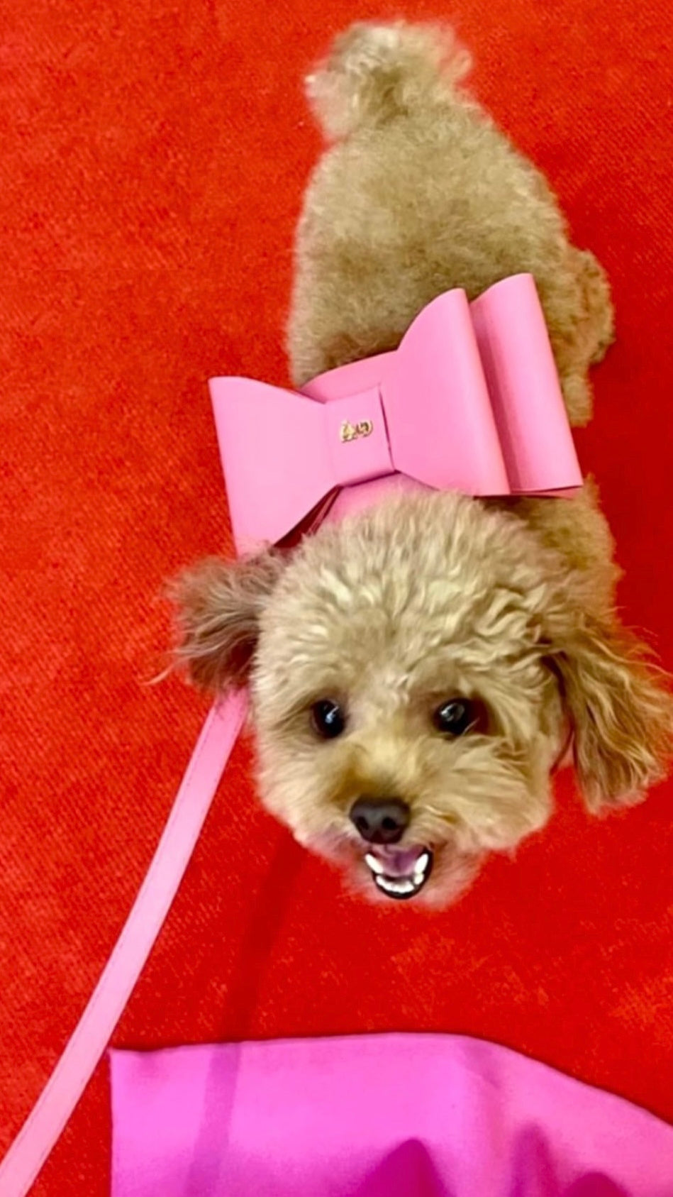 Paws on the Runway: The Pet Fashion Trends That Are Rewriting the Rules of Style