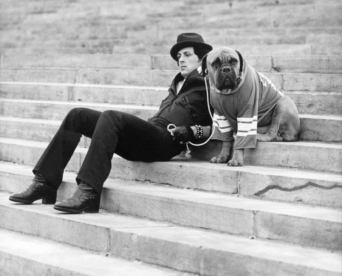 THE DOG ROCKY BOUGHT BACK