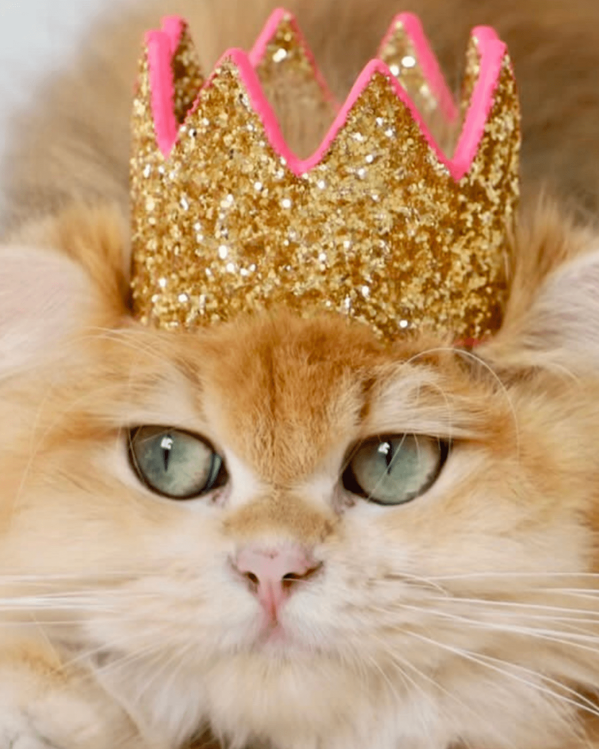 Feline Accessories