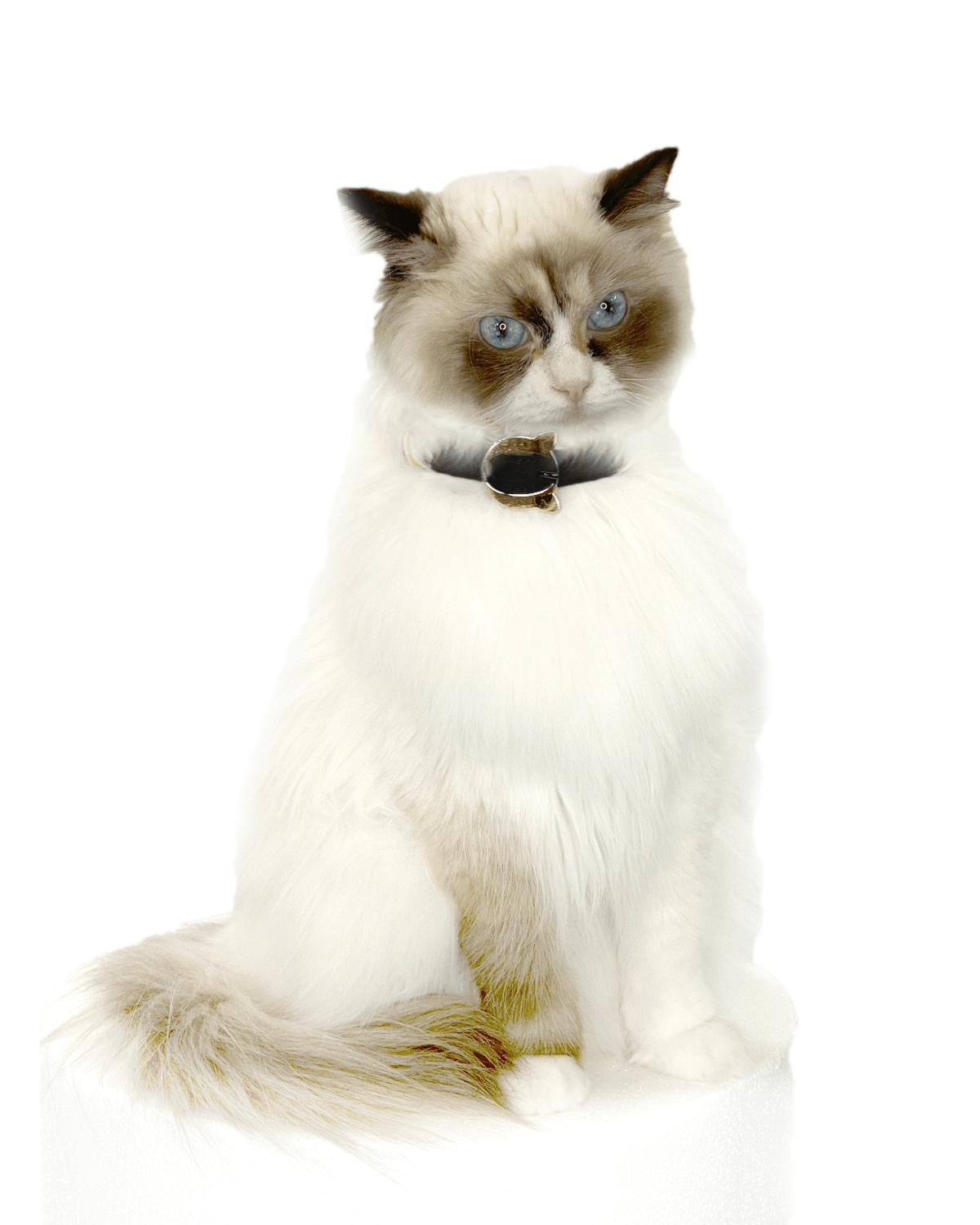 Lilo Cat Collar