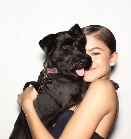 Zendaya’s Dog Noon Is the Ultimate Quiet Luxury Pet in Hollywood