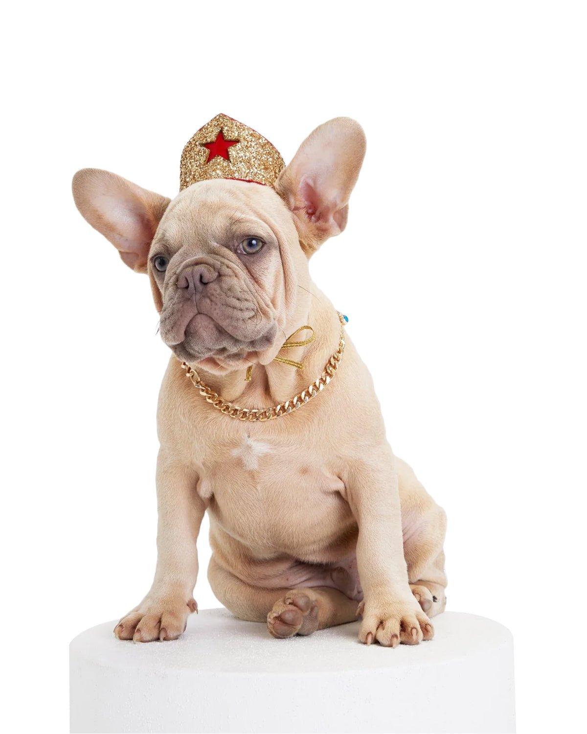 Golden Star Tiara for Canines